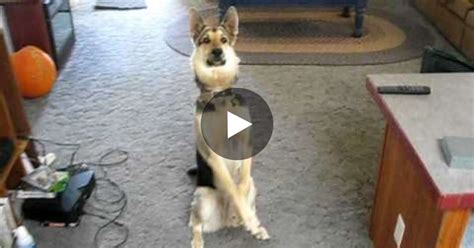 Look At This Dog Playing Dead, It May Be The Best Ever. Hilarious! – Madly Odd!