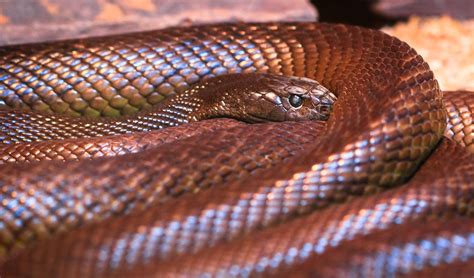 Why are hundreds of Queenslanders being bitten by snakes each year? Scientists may have the ...