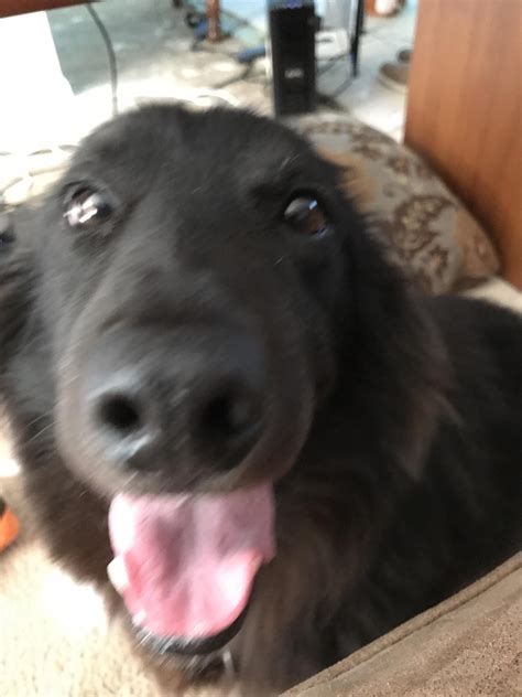 Black lab/Sheltie mix : r/goodboys