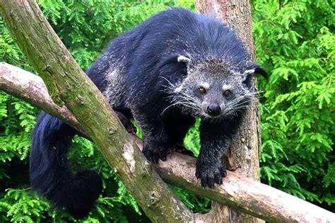 Binturong - Description, Habitat, Image, Diet, and Interesting Facts