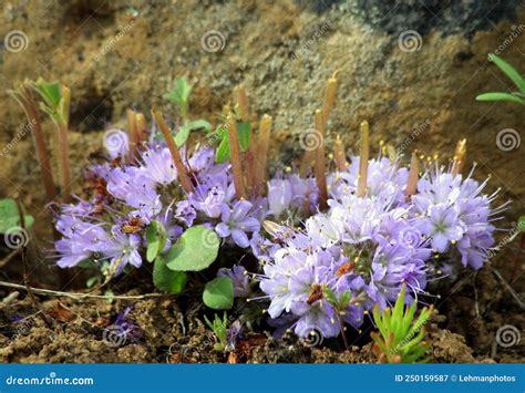 Ballhead Waterleaf Flower in the Forest Stock Image - Image of inflorescence, biology: 250159587