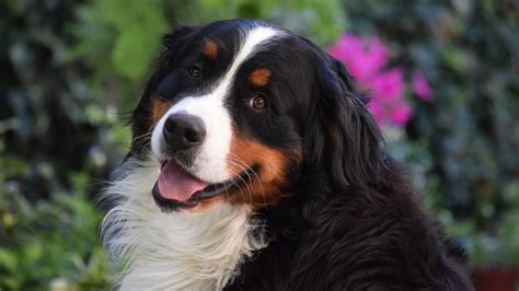 How to Groom a Bernese Mountain Dog