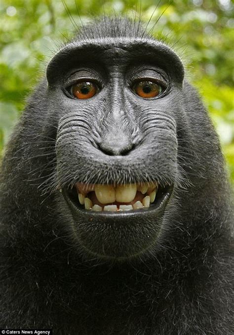 David J Slater says famous monkey selfie ruined him | Daily Mail Online