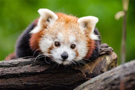 Red Panda on Bamboo Tree Branc · Free Stock Photo