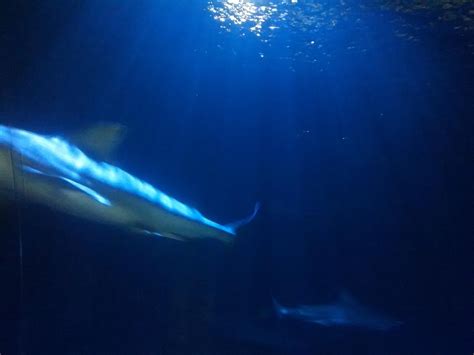 OKLAHOMA AQUARIUM (2024) All You Need to Know BEFORE You Go (with Photos) - Tripadvisor