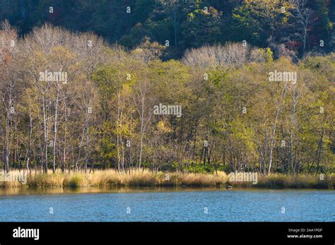 Autumn foliage and Lake Stock Photo - Alamy