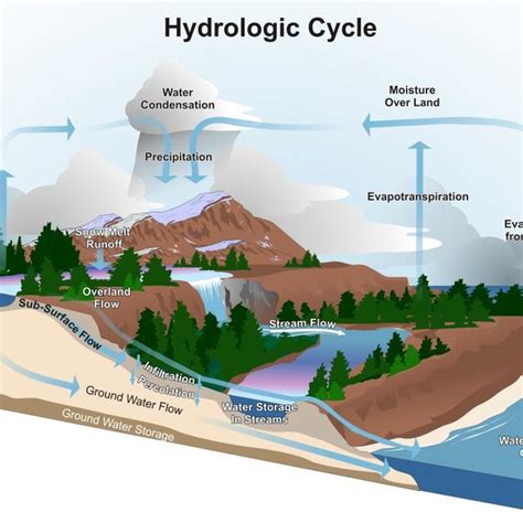 Diagram of the river continuum concept. (illustration from Schultz et... | Download Scientific ...