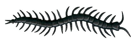 Centipede Clipart: Cute and Creepy Crawler Images for Your Projects