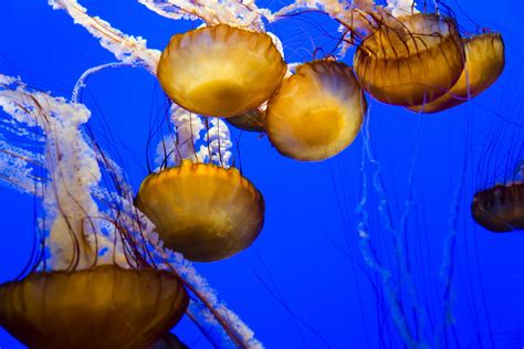 A List of Popular Types of Jellyfish with Pictures - Animal Sake