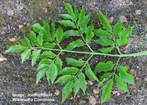 Chinaberry Tree (Melia Azedarach) : Leaves, Flowers, Bark, Fruit ...