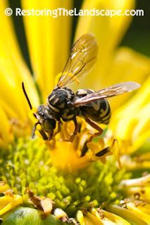 Restoring The Landscape With Native Plants: Another Native Cuckoo Bee