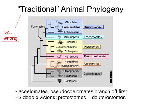 PPT - Animal phylogeny PowerPoint Presentation, free download - ID:6673234