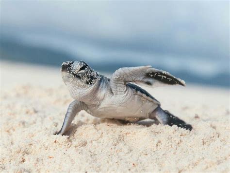 Baby Sea Turtle | Tartaruga, Animais