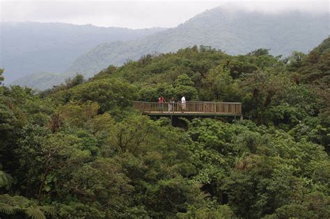 Monteverde Cloud Forest - Monteverde Cloud Forest Biological Reserve