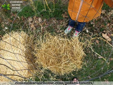 Potato Towers - Best Varieties to Grow and Other Tips for Success