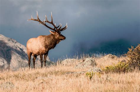 How to start elk hunting - RangerMade