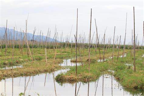 Floating gardens, Inle Lake 10419699 Stock Photo at Vecteezy