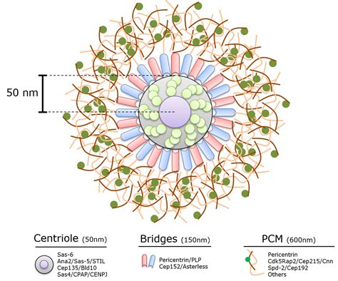 Building Centrosomes – The Rusan Lab