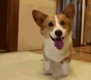 The Cutest Corgi GIFs Ever Seen