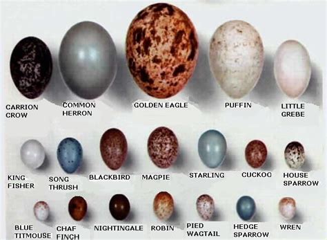 Songbird Egg Identification Chart