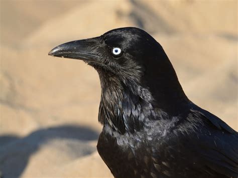 Australian Raven - eBird