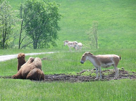 Persian Onager and Bactrian Camel - ZooChat