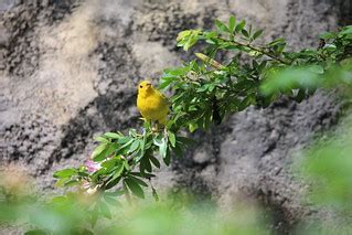 SAFFRON FINCH | FIELD MARKS-The male is bright yellow with a… | Flickr