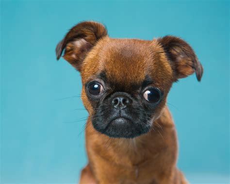 Dog Photography | Brussels Griffon Puppy by Mark Rogers