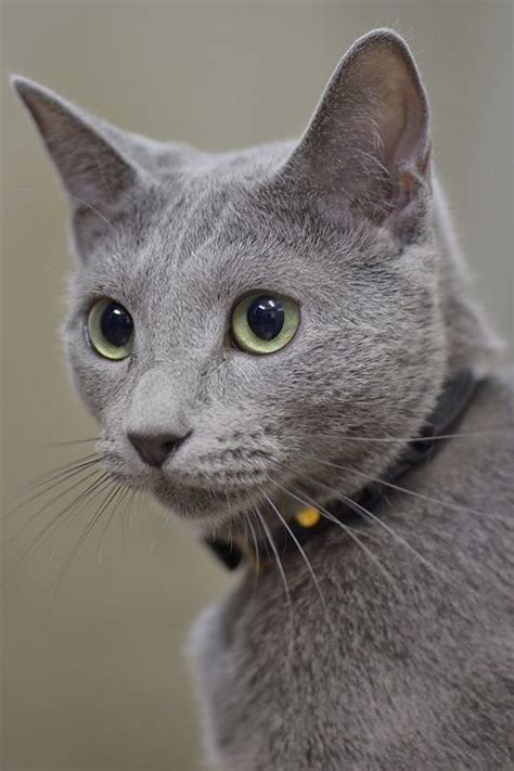 Russian Blues are soft cats, both, emotionally as well as physically ...