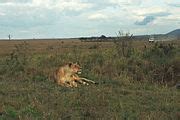 Category:Lions in the wild - Wikimedia Commons