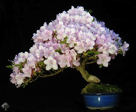 Care guide for the Azalea Bonsai tree (Rhododendron) - Bonsai Empire