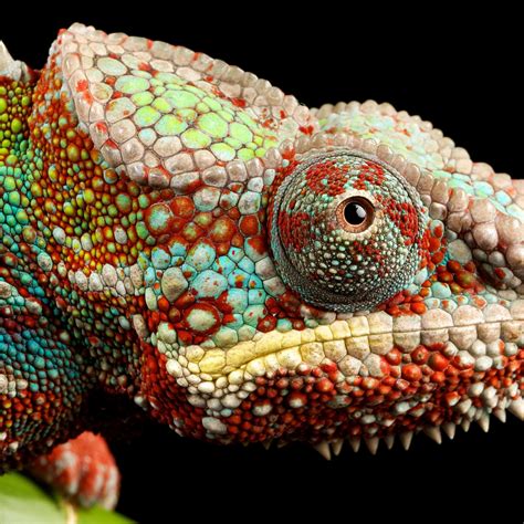 Chameleon Wallpaper 4K, Lizard, Multicolor, Closeup