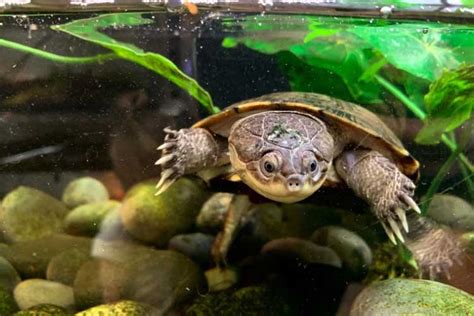 African Sideneck Turtle Habitat: How to Setup an Indoor Enclosure