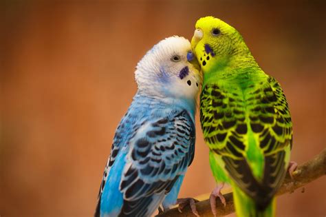 Blue Parakeet Wallpapers - Wallpaper Cave