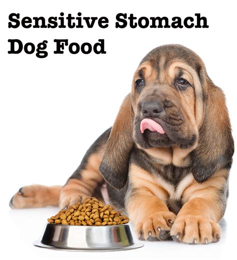 Best Dog Food For Sensitive Stomach: Review Of The Top Choices
