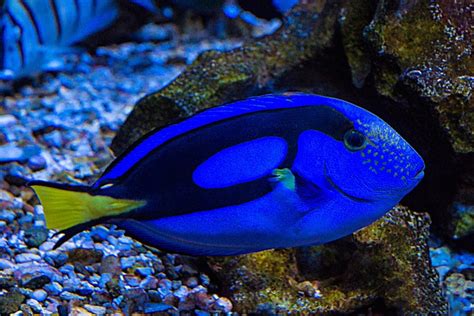 Aquarium Fish Sea - Free photo on Pixabay - Pixabay