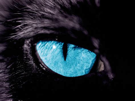 Panther's eye by Daxydus on DeviantArt