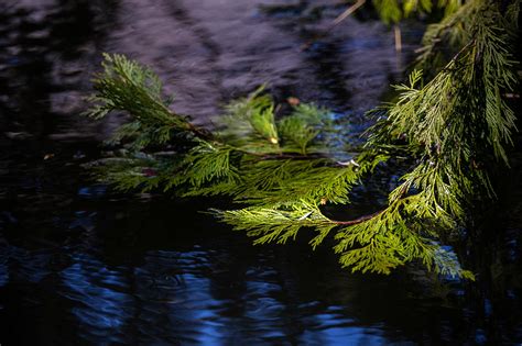 Photos: Yosemite closes, anticipating snowmelt floods - Los Angeles Times