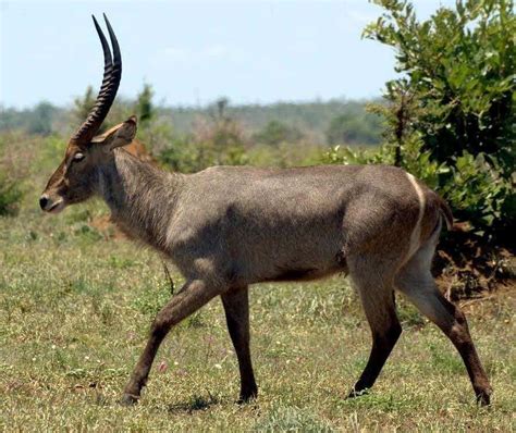 Waterbuck hides-pelts-skins