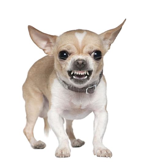 Angry Chihuahua Growling, 2 Years Old Stock Image - Image of chihuahua, nature: 14096201