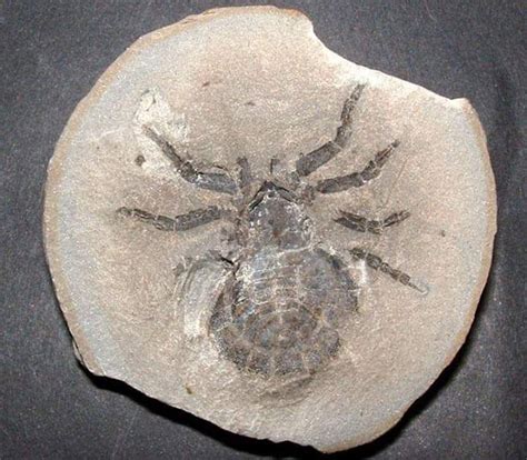 A 310 million year old arachnid from Lancashire, in the collections of ...