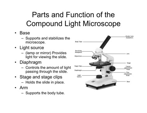 Parts and Function of the Compound Light Microscope