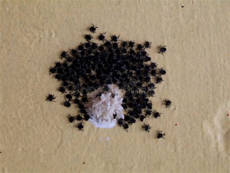 Black Color Baby Spiders Come Out of Spider Egg Sacs Stock Image ...