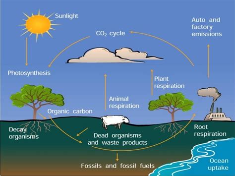 4. the oxygen cycle