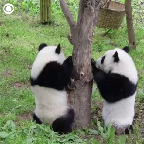 WATCH: These giant panda twins were captured having a playful moment at a research center in ...