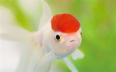 10 Goldfish Care Tips : How to Take Care of a Goldfish - Pet Care Stores