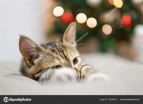 Funny Cat Christmas Tree Stock Photo by ©PEPPERSMINT 175202478