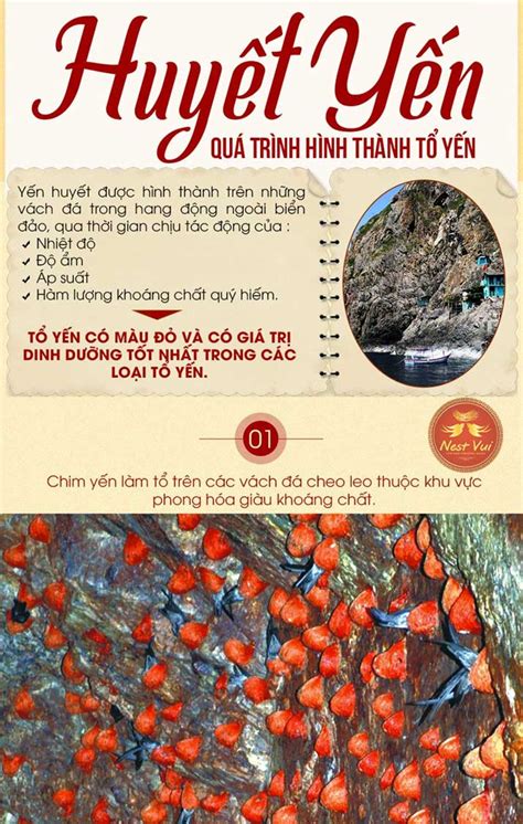 Huyết Yến Thô - Tinh Chế Thượng Hạng GIÁ TỐT 2024