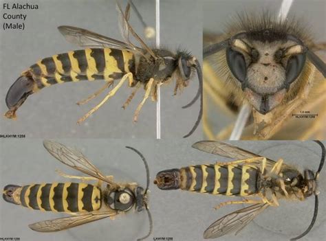 Vespula maculifrons specimen images