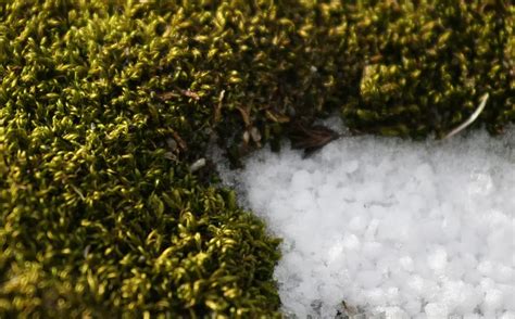 Antarctic moss lives after 1,500+ years under ice - HeritageDaily - Heritage & Archaeology News